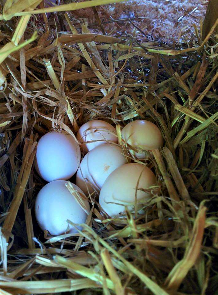 Eggs