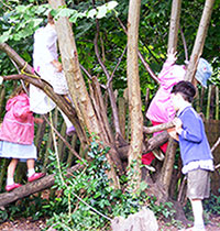 Kindergarten Children Climbing Trees